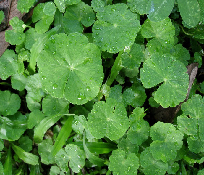 Gotu Kola Powder