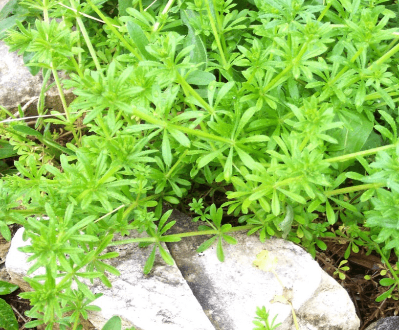 Cleaver Herb Powder Green Hills Natural Foods