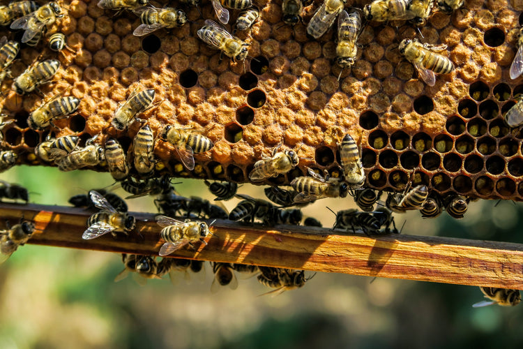 Bee Honey & By-Products