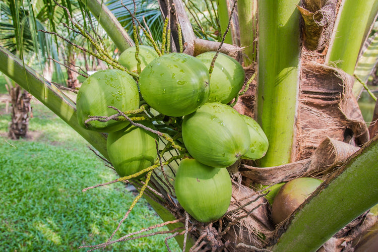 Products of Jamaica