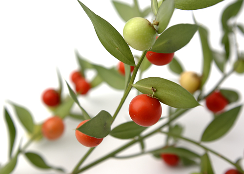 Butchers Broom Root Powder