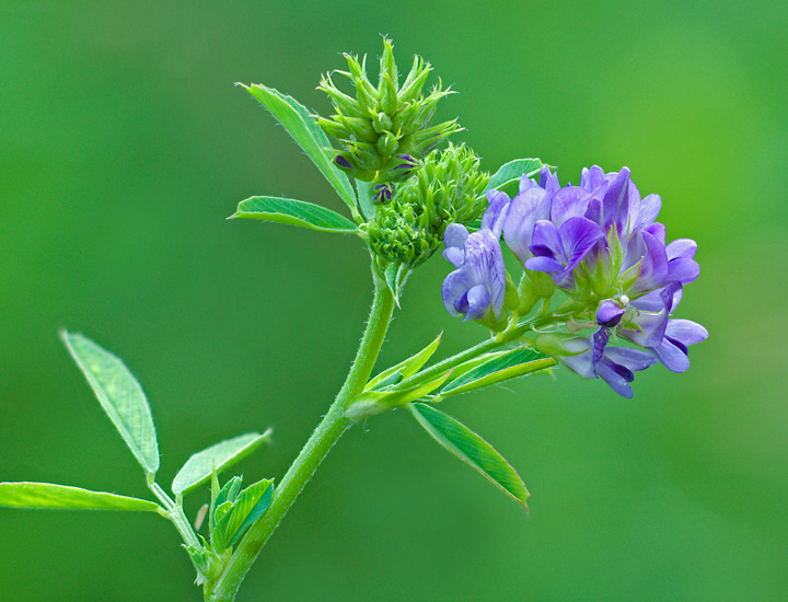 Alfalfa Leaf Herb