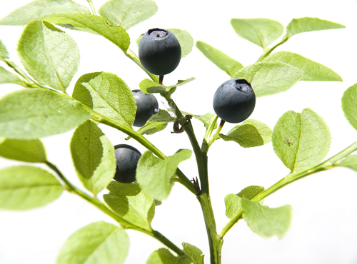 Bilberry Leaf Powder