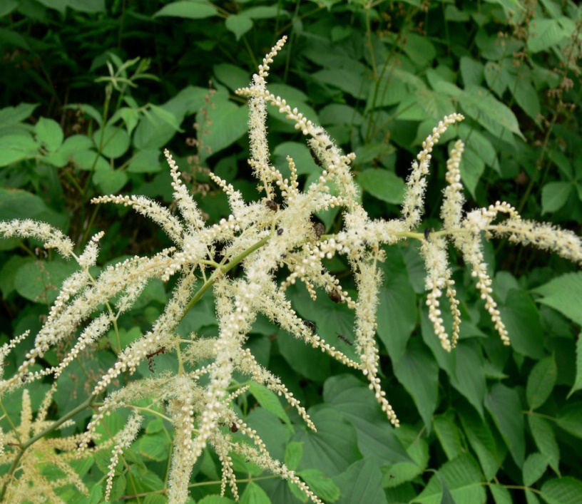 Black Cohosh Root Powder