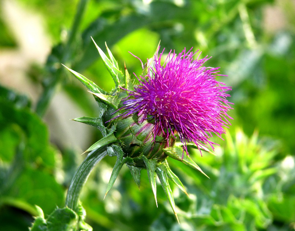 Blessed Thistle Herb Powder