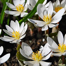 Bloodroot Powder