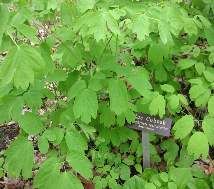 Blue Cohosh Root Powder