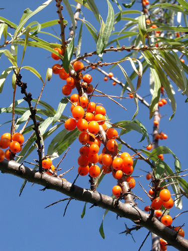 Buckthorn Bark Powder