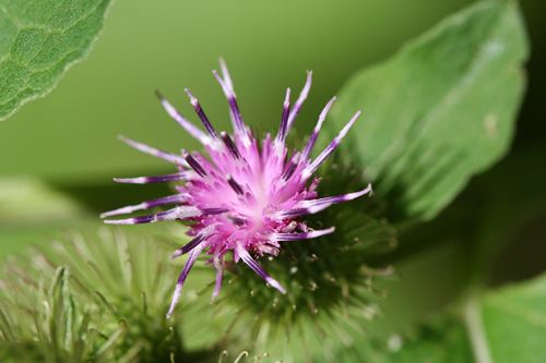 Burdock Root Powder