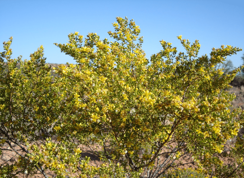 Chaparral Powder