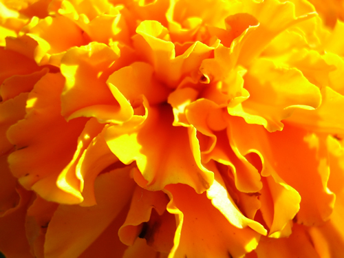 Calendula Flower Powder