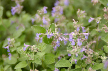 Catnip Leaf Powder