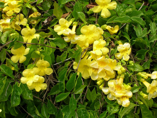 Cat's Claw Bark Powder