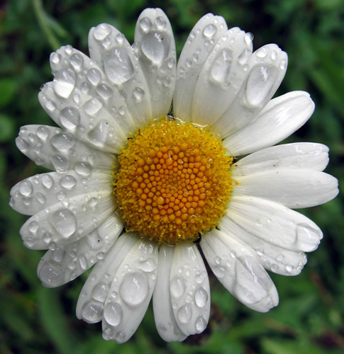 Chamomile Flowers Powder