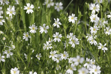 Chickweed Herb Powder