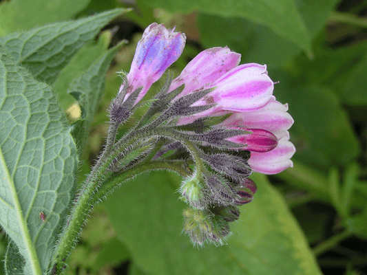 Comfrey Root Powder