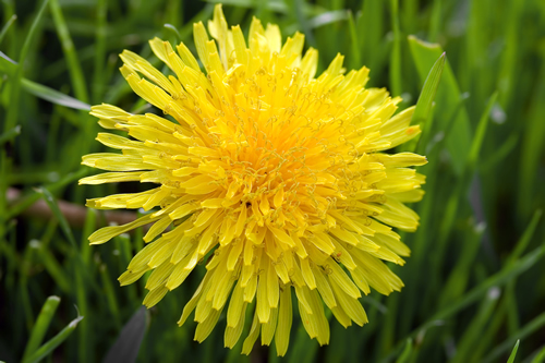 Dandelion Root Powder