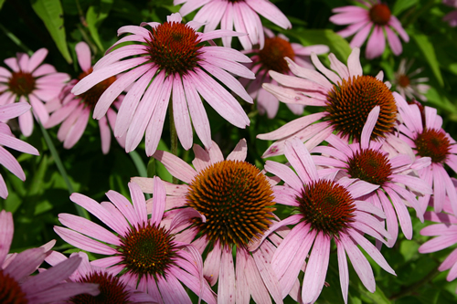 Echinacea Angustifolia Root Powder