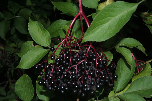 Elderberries Powder