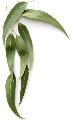 Eucalyptus Leaf Powder