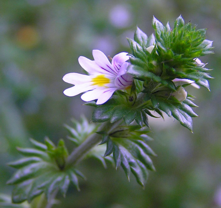 Eyebright Herb powder