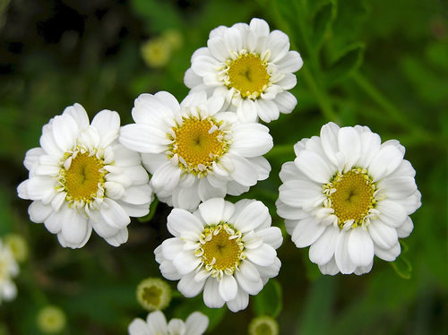 Feverfew Herb Powder