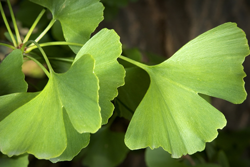 Ginkgo Leaf Powder