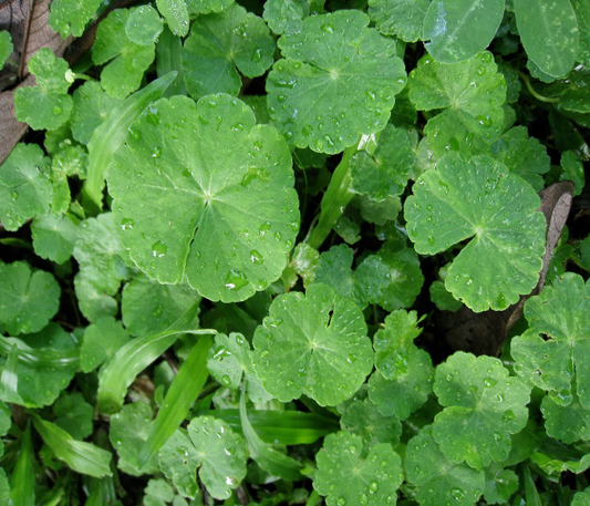 Gotu Kola Powder