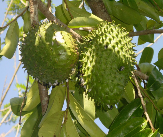 Graviola Leaf Powder