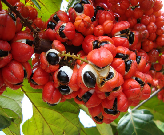 Guarana Seed Powder