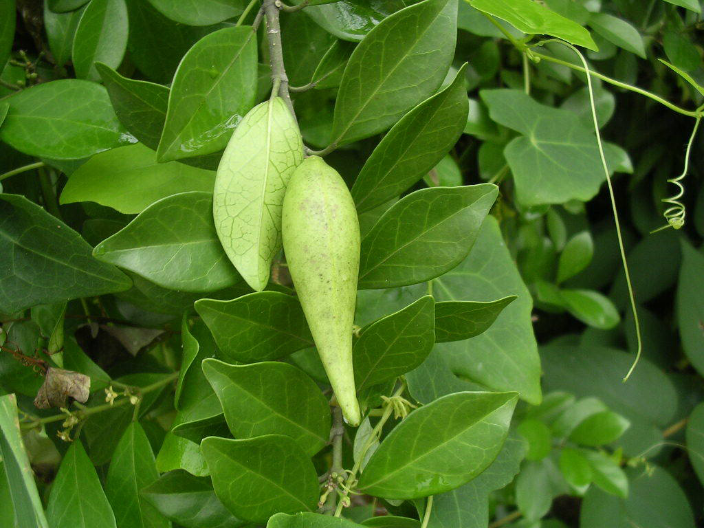 Gymnema Sylvestris Leaf Powder