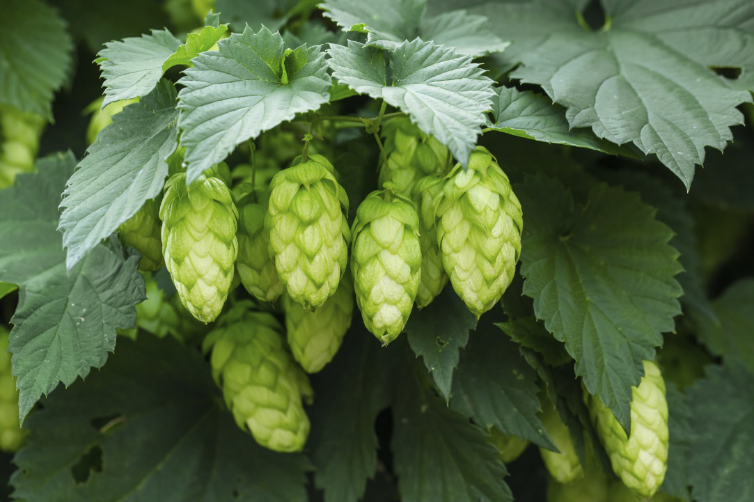 Hops flowers Powder