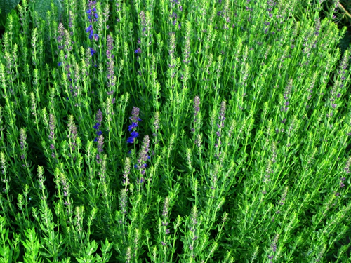 Hyssop Herb Powder