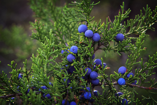 Juniper Berries Powder