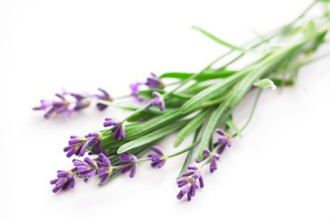 Lavender Flowers Whole