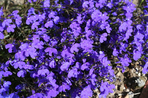 Lobelia Powder