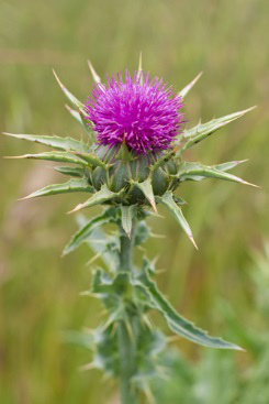 Milk Thistle Seed Powder