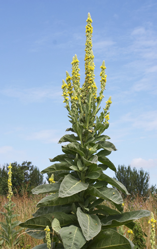 Mullein Leaf Powder