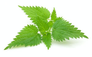 Nettle Leaf Powder