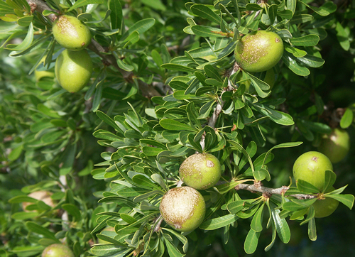 Olive Leaf Powder