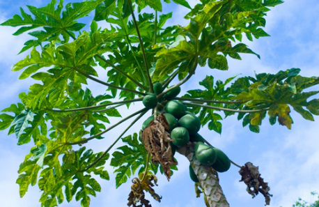 Papaya Leaf Powder