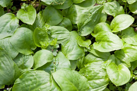 Plantain Leaf Powder