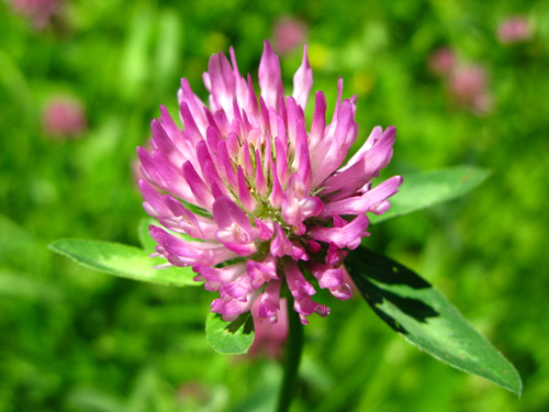 Red Clover Tops Whole