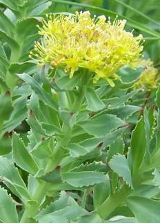 Rhodiola Root Powder