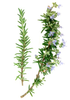 Rosemary Leaf Herb