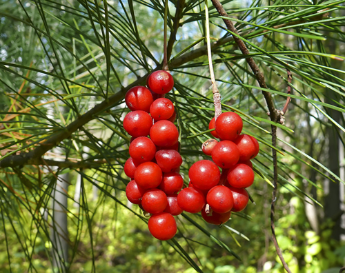 Schizandra Berries Powder