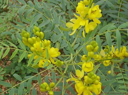 Senna Pods Powder