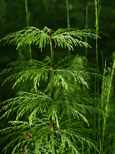 Shavegrass ( Horsetail) Herb Powder