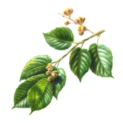 Slippery Elm Bark Powder