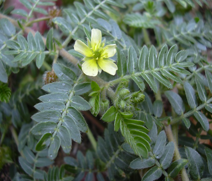 Tribulus Terrestris Powder